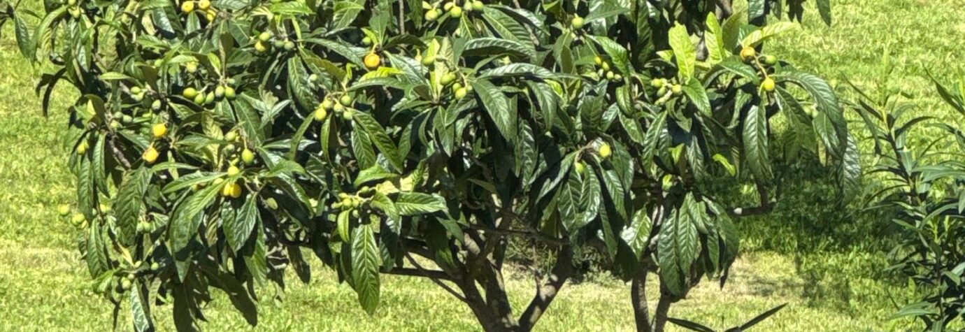Citrus Tree Portugal Michelle Crocker