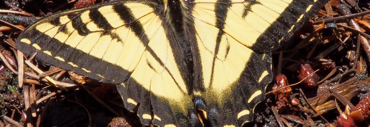 Oregon State Insect Crater Lake 2018 by Bruce Kelsh